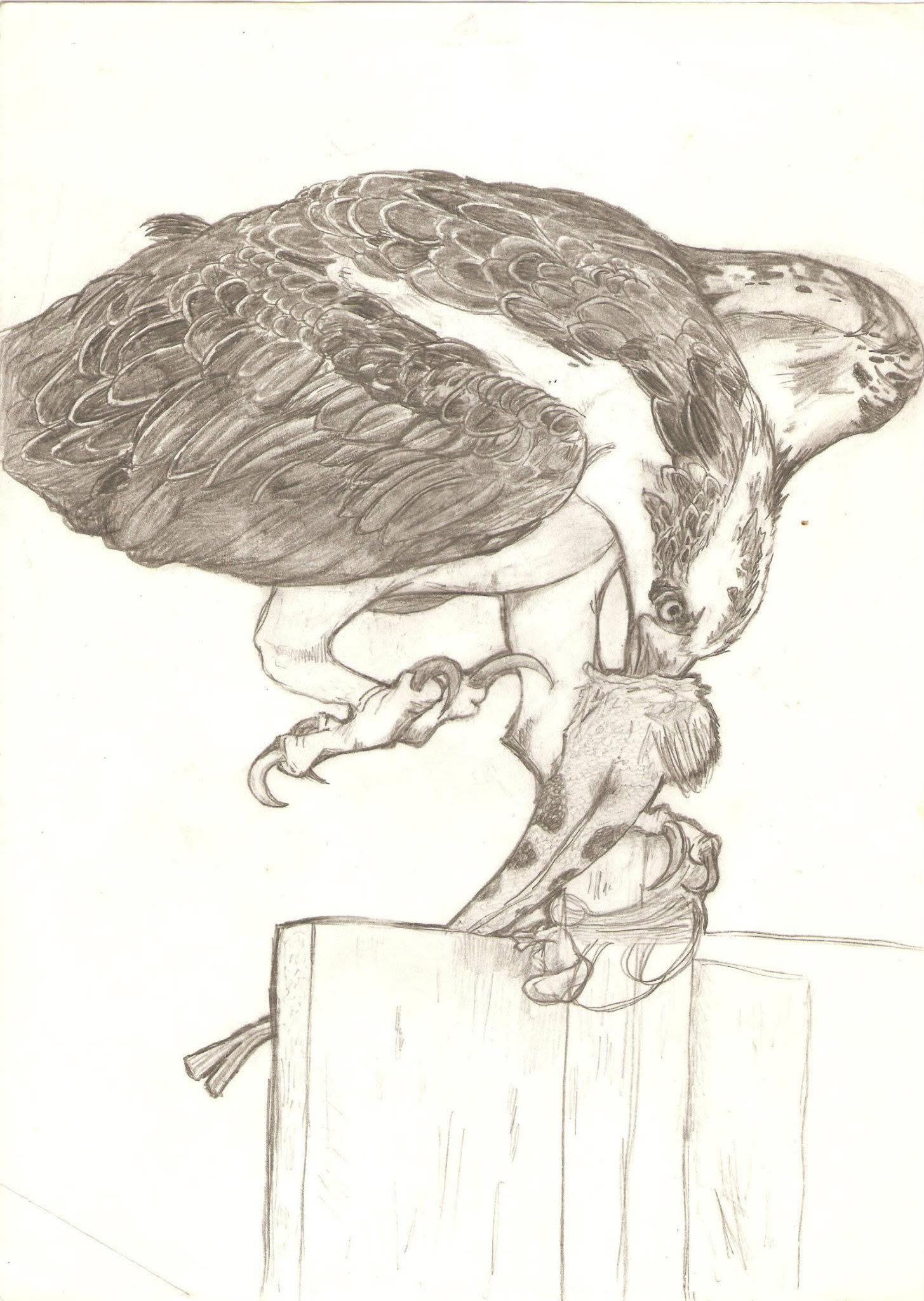 Bird study artwork capturing movement and gesture in a loose painterly style